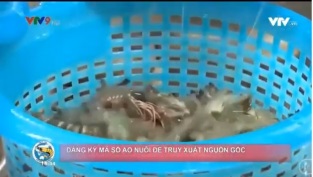 [Video] Đăng ký, cấp mã số ao nuôi để nâng tầm tôm Việt