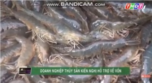 [Video] Doanh nghiệp thủy sản kiến nghị hỗ trợ về vốn
