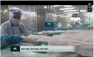 [Video] Doanh nghiệp tìm đường tiêu thụ cá tra trong mùa dịch bệnh