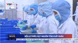 [Video] ĐBSCL Nguy cơ thiếu hụt nguồn tôm xuất khẩu