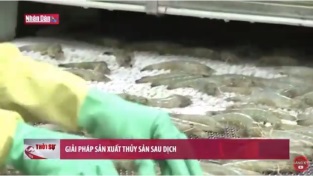 [Video] Giải pháp sản xuất thủy sản sau dịch
