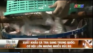 [Video] Xuất khẩu cá tra sang Trung Quốc Cơ hội lớn, nhưng nhiều rủi ro