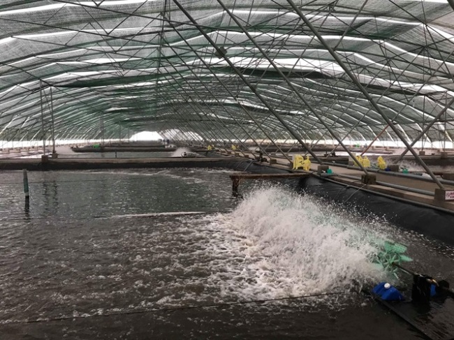 Mỹ: Nhập khẩu tôm tăng trong tháng 2/2020 mặc dù Covid-19