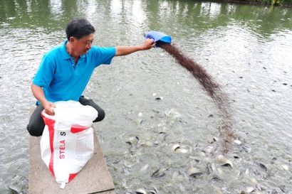 Nuôi cá kết hợp trồng cây ăn trái lãi 500 triệu đồng/năm