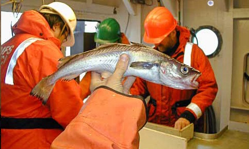 Hàn Quốc: Nhập khẩu cá minh thái đông lạnh tăng 23%