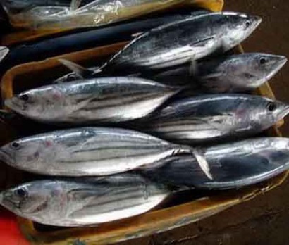 Giá cá ngừ vằn tiếp tục tăng 