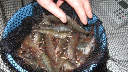 Mỹ: Sản lượng tôm nuôi giảm năm 2016