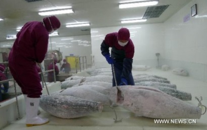 Nhập khẩu cá ngừ của Nhật Bản vẫn thấp