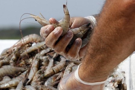 Mỹ: Giá trị nhập khẩu tôm giảm trong tháng 10/2019