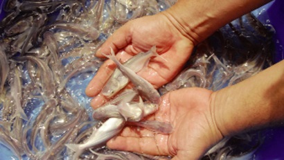 Đề án liên kết sản xuất giống cá tra 3 cấp chất lượng cao vùng ĐBSCL