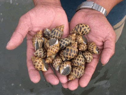 Ninh Hòa (Khánh Hòa): Thả nuôi hơn 200ha ốc hương