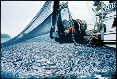 Phần mềm phân tích tác động của biến đổi khí hậu đối với nghề cá và nuôi trồng thủy sản