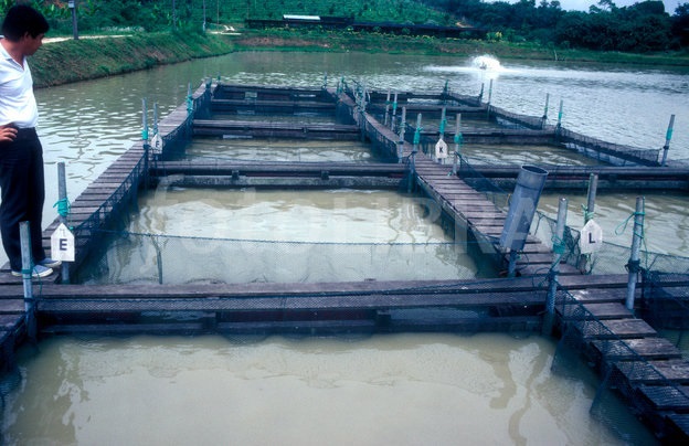 Malaysia chuyển hướng sang nuôi trồng thủy sản do lạm thác ở bờ biển phía tây