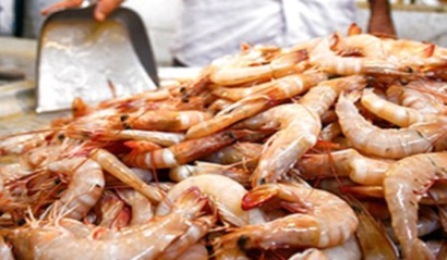 Trung Quốc cấm nhập khẩu tôm từ Ảrập Xêút