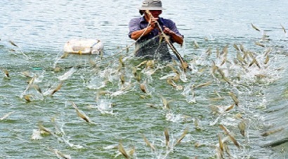 Việt Nam sẽ chiếm lĩnh thị trường tôm nước lợ