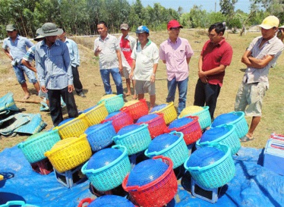 Có VietGAP “dẫn lối”, nông dân vững tâm nuôi tôm