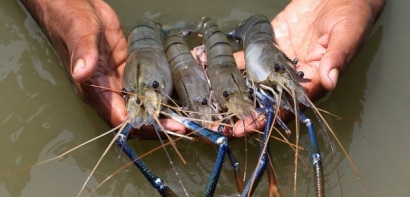 Bangladesh: Xuất khẩu tôm giảm 