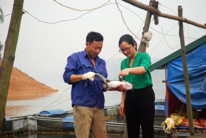 Nuôi cá nheo Mỹ thương phẩm trên hồ Thác Bà