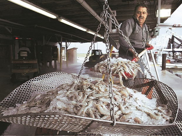 Nửa đầu năm nay, xuất khẩu tôm của Peru tăng nhẹ 