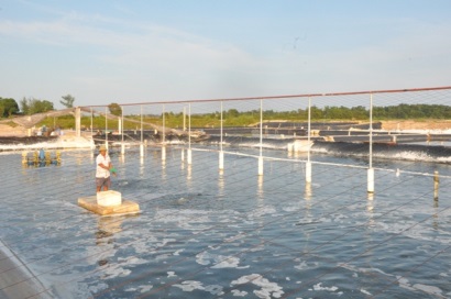 Quảng Ninh sắp có khu sản xuất tôm giống 500 tỷ đồng