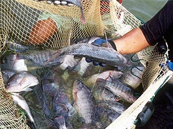 Chiết xuất từ mía cải thiện FCR trong các trại nuôi cá và tôm