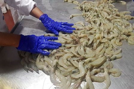 Trung Quốc: Nhập khẩu tôm đông lạnh vượt 3 tỷ USD