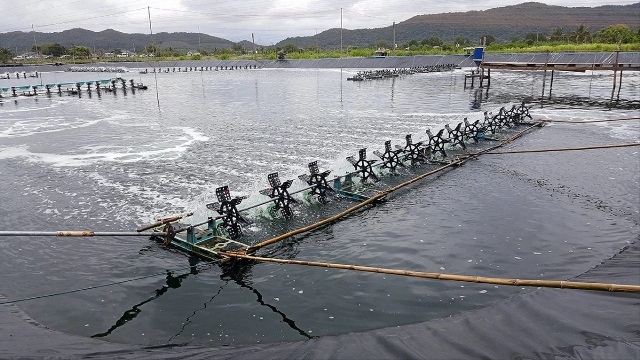 Ngành tôm Ấn Độ đã vượt qua cuộc khủng hoảng Covid-19 như thế nào?