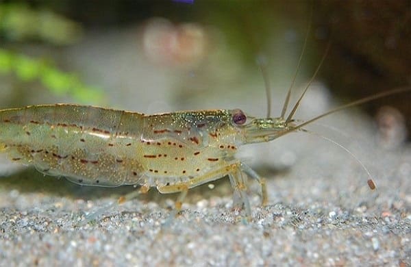 Hơn 10 trại ương giống tôm và tôm crayfish của Đài Loan bị ảnh hưởng bởi virus DIV1