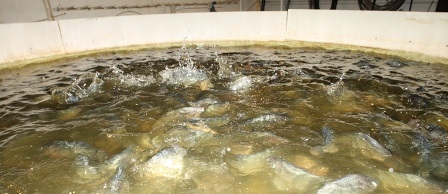 Sử dụng kháng sinh trong nuôi trồng thủy sản tăng 33% vào năm 2030