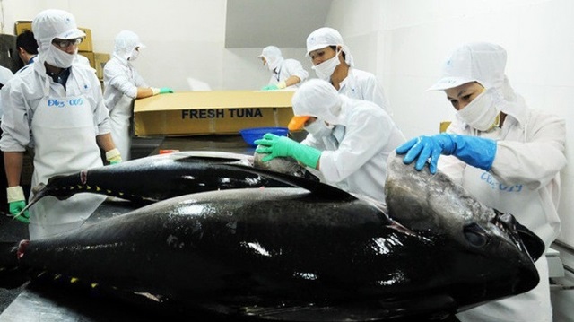 Xuất khẩu cá ngừ Việt Nam sang Nhật đảo chiều tăng 