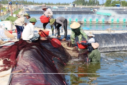 Hà Tĩnh phát triển nuôi tôm công nghệ cao