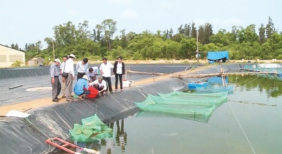 Thí điểm nuôi tôm chân trắng an toàn tại biển Quảng Trị