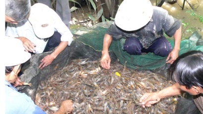Bến Tre: Tôm càng xanh phù hợp với vùng bị xâm nhập mặn