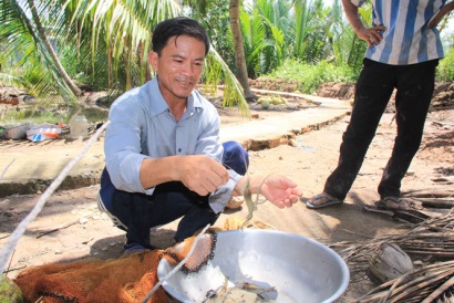 Bến Tre: Nuôi xen tôm càng xanh trong vườn dừa