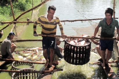 Mô hình nuôi cá tra VietGAP đầy triển vọng