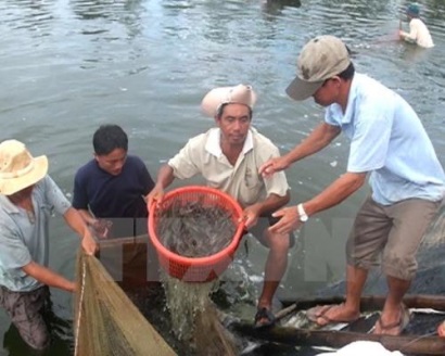 Kiểm soát "đầu vào" và vệ sinh ATTP ở tất cả các hình thức nuôi tôm