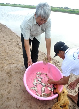 Nghĩ về vai trò mới của con cá rô phi