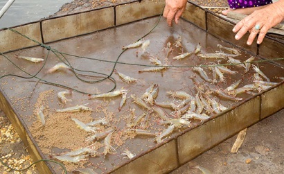 Cà Mau: Nhân rộng mô hình nuôi tôm chân trắng thâm canh năng suất cao