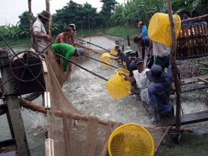 Tiền Giang: Diện tích và sản lượng cá tra tăng mạnh