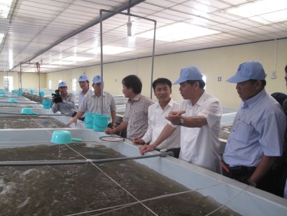 Tôm nước lợ là “vị cứu tinh” của ngành nông nghiệp?