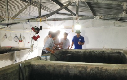 Thành công trong sản xuất giống và nuôi thương phẩm ghẹ xanh