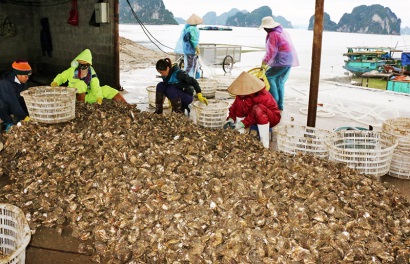 Hàu sữa Thái Bình Dương ra thị trường