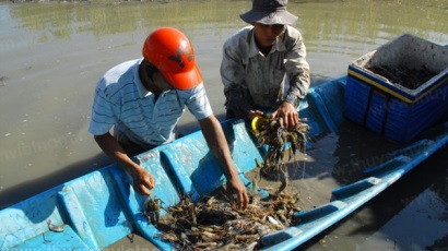 Phát triển mô hình lúa - tôm bền vững ở Bạc Liêu