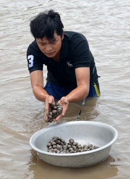 Phú Tân (Cà Mau): Nuôi sò huyết trên sông phát triển mạnh