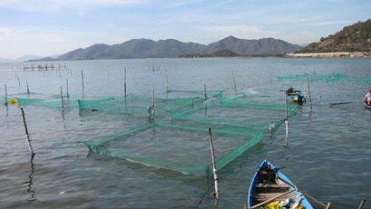 Ninh Hòa (Khánh Hòa): Sản xuất gần 1,8 tỷ con giống thủy sản
