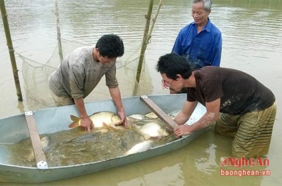 Nông dân thu lợi 