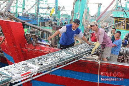Nghệ An: Ngư dân trúng lộc biển đầu năm mới