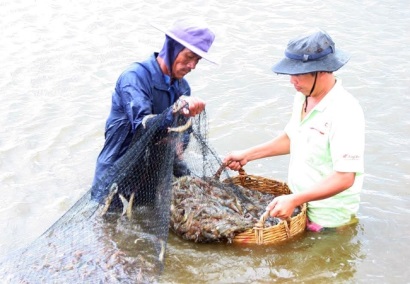 Nuôi kết hợp tôm sú, ốc hương, hải sâm và rong biển cho hiệu quả cao