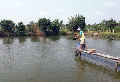Hậu Giang: Giá thức ăn chăn nuôi tăng