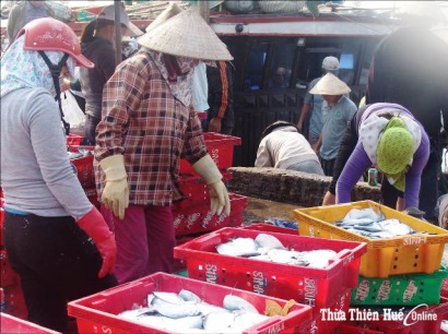 Được mùa vụ cá nam